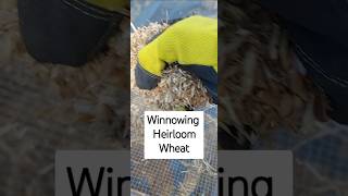 Winnowing Wheat by Hand [upl. by Rihat]