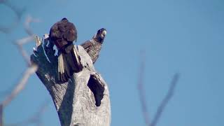 Birds of SW Western Australia [upl. by Dwaine]