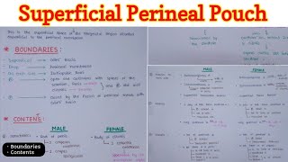 Superficial Perineal Pouch  Perineum 66 [upl. by Oninotna]