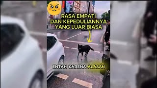 Pengorbanan Anjing Hitam Untuk Sahabatnya Dan Banyak Orang [upl. by Ecnedac267]