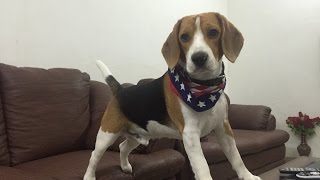 Funny quotBeagleyquot Things Why You Should Get A Beagle Dog [upl. by Nelia]