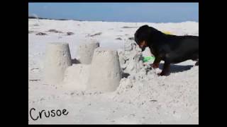 Crusoe the Dachshund Will Destroy All Sand Castles [upl. by Tuhn]