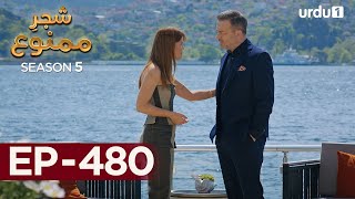 ShajareMamnu  Episode 480  Turkish Drama  Forbidden Fruit  Urdu Dubbing  12th October 2022 [upl. by Raleigh]