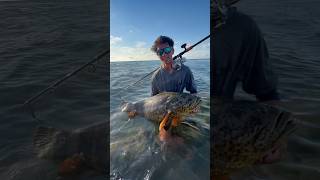 Beautiful Goliath grouper [upl. by Allenrac]