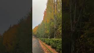 Microsoft Redmond  Fall Foliage [upl. by Dari]