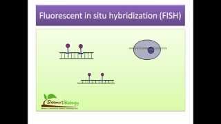 Fluorescent in situ hybridization FISH [upl. by Salazar]