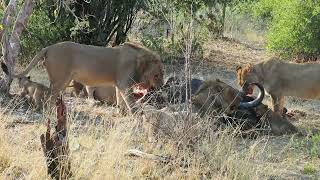 Lion pride feeding on a buffalo kill [upl. by Yleik322]