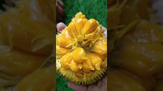 அயனி பலாWild jackArtocarpus hirsutusAyanichakkaAanjili chakkasmall jackfruit food indianplant [upl. by Erodoeht557]