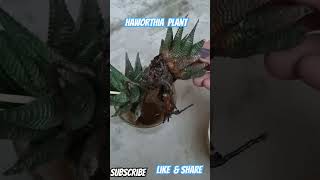 My haworthia plant shortsshreyasharma3175 shorts [upl. by Zora]