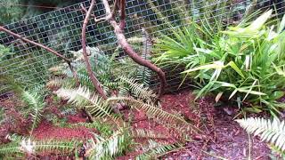 Transplanting Established Kiwi  Actinidia deliciosa Vines in Canada [upl. by Griffith]