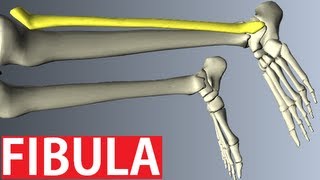 Fibula Anatomy  Lower Limbs Anatomy Tutorial [upl. by Goldina]