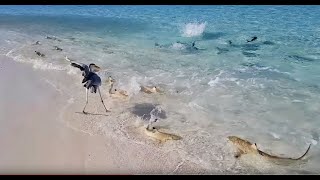 SHARKS ATTACK FEEDING FRENZY IN THE MALDIVES [upl. by Narah]