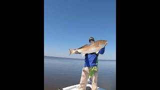 Giant Redfish In Louisiana’s Biloxi Marsh [upl. by Cassilda]