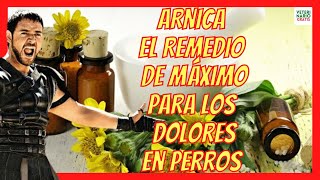 ÁRNICA 💝 UNO DE LOS MEJORES ANTIINFLAMATORIOS NATURALES 💝PARA PERROS [upl. by Piscatelli]