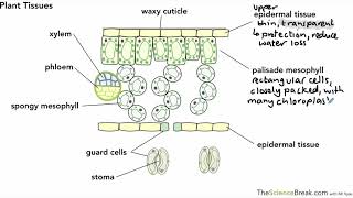 Plant Tissues for AQA 91 GCSE Biology and Trilogy Combined Science [upl. by Lirret273]