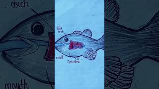 Breathing in fishdrawing fish diagram [upl. by Enreval]