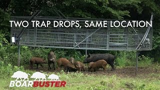 Two successful BoarBuster™ feral hog trappings at the same location [upl. by Ardnic]