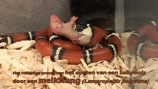 Melkslang Lampropeltis polyzona eet een babymuis volledig gefilmd  Milk snake eats a mouse [upl. by Nyrol]