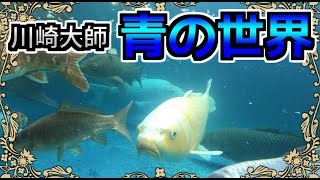 【GOPRO水中撮影】川崎大師 つるの池【神奈川県】 [upl. by Jung]