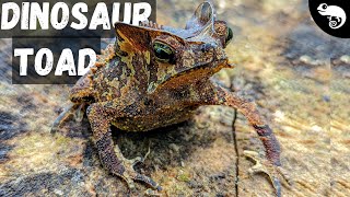 The Closer You Look The Crazier Dinosaur Toad Becomes [upl. by Alolomo]