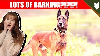 DO BELGIAN MALINOIS BARK ALOT [upl. by Nelleeus]