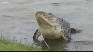 Alligator attack at Lake Marion kills woman [upl. by Nesnar]