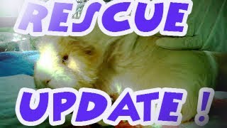 Guinea pig Rescue family surrendered full happy update [upl. by Anyah]