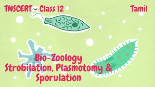 BioZoology  Class12  TNSCERT  Strobilation Plasmotomy amp Sporulation  Tamil [upl. by Hulda]