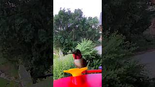 Hummingbirds fast and furious 🤣🕊 [upl. by Marten]