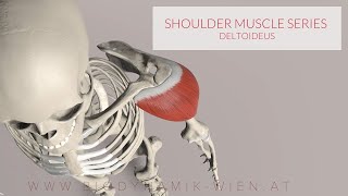 Deltoid Muscle Shoulder Muscle Series 13 3D Animation [upl. by Adnhoj]