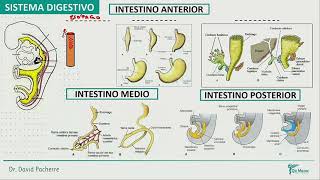 Embriología  Sistema Digestivo [upl. by Ancalin]