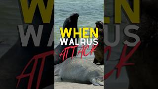 Walrus Warfare The Brutal Battles of Alpha Males walrus animals fight [upl. by Malilliw294]