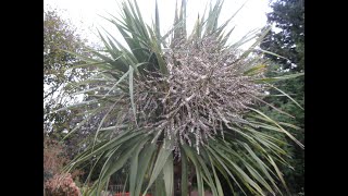 How to grow your own Cordyline Palm trees from seeds  step 1 collecting seeds [upl. by Keeton]