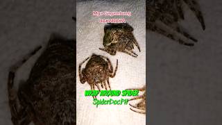 WRAPAROUND SPIDER Dolophones conifera Gagambang BakaBaka [upl. by Teague]