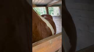 Part two diy diybuilding horsebarn horses carport [upl. by Alessig806]