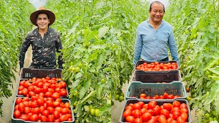 Jitomate o Tomate Saladette de invernadero  Tratamiento de la tierra  Podas  Sistema de riego [upl. by Lisetta]