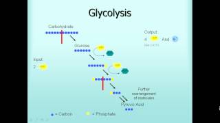 Microbiology Glycolysis Fermentation Respiration [upl. by Carrie]