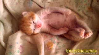 Lustige Videos  Lustige Katzen  Katze videos zum totlachen 17 [upl. by Eyt255]