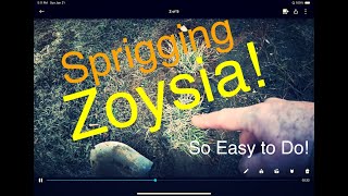 Zoysia  Sprigging Zoysia for Great Results [upl. by Auqenahc]