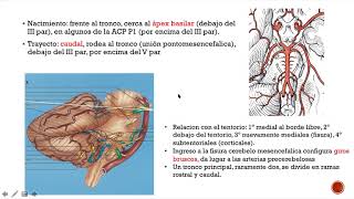 ARTERIA CEREBELOSA SUPERIOR parte 1 😷🧠💻💥💥 [upl. by Bekelja8]