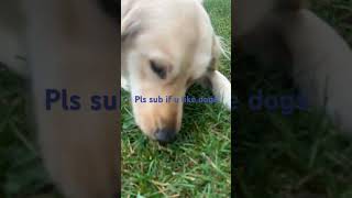 Pls sub if u like dogs [upl. by Milty]