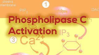 Phospholipase C  IP3 amp DAG [upl. by Ennairek]