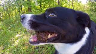 Naira the crazy swiss dog  Appenzeller Border Collie mix in the Alps [upl. by Anala]