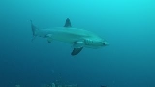 Diving with THRESHER SHARKS Malapascua Island The Philippines [upl. by Kee611]