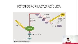 1° Ano  Biologia 1 Metabolismo energético 1Fotossíntese Quimiossíntese 11 Fotossíntese e organe [upl. by Leilah]