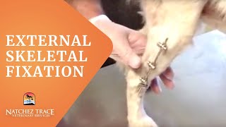 Watch How Veterinary External Skeletal Fixation Works [upl. by Zippora]