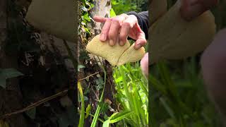 The Dryads Saddle a lovely edible when young with no toxic lookalikes mushroom foraging fungi [upl. by Hedley243]