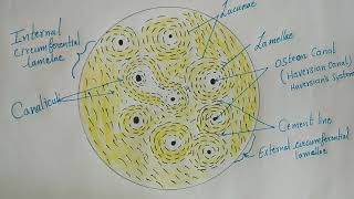 Histology of Compact Bone [upl. by Hammad]