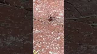 Spider Fight daddy long leg spider [upl. by Odnumyar]