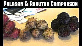 Pulasan Red amp Yellow Rambutan Comparison  Weird Fruit Explorer Ep 39 [upl. by Wojak]